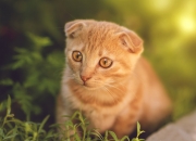 开云体育APP下载-拉什福德觉醒时刻，一粒进球如何引爆曼联的战术革命与马里之困