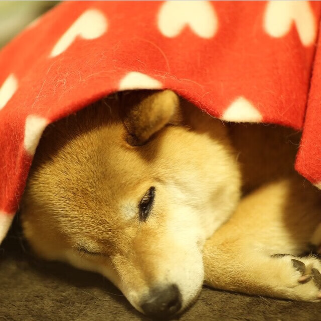 拉什福德觉醒时刻，一粒进球如何引爆曼联的战术革命与马里之困