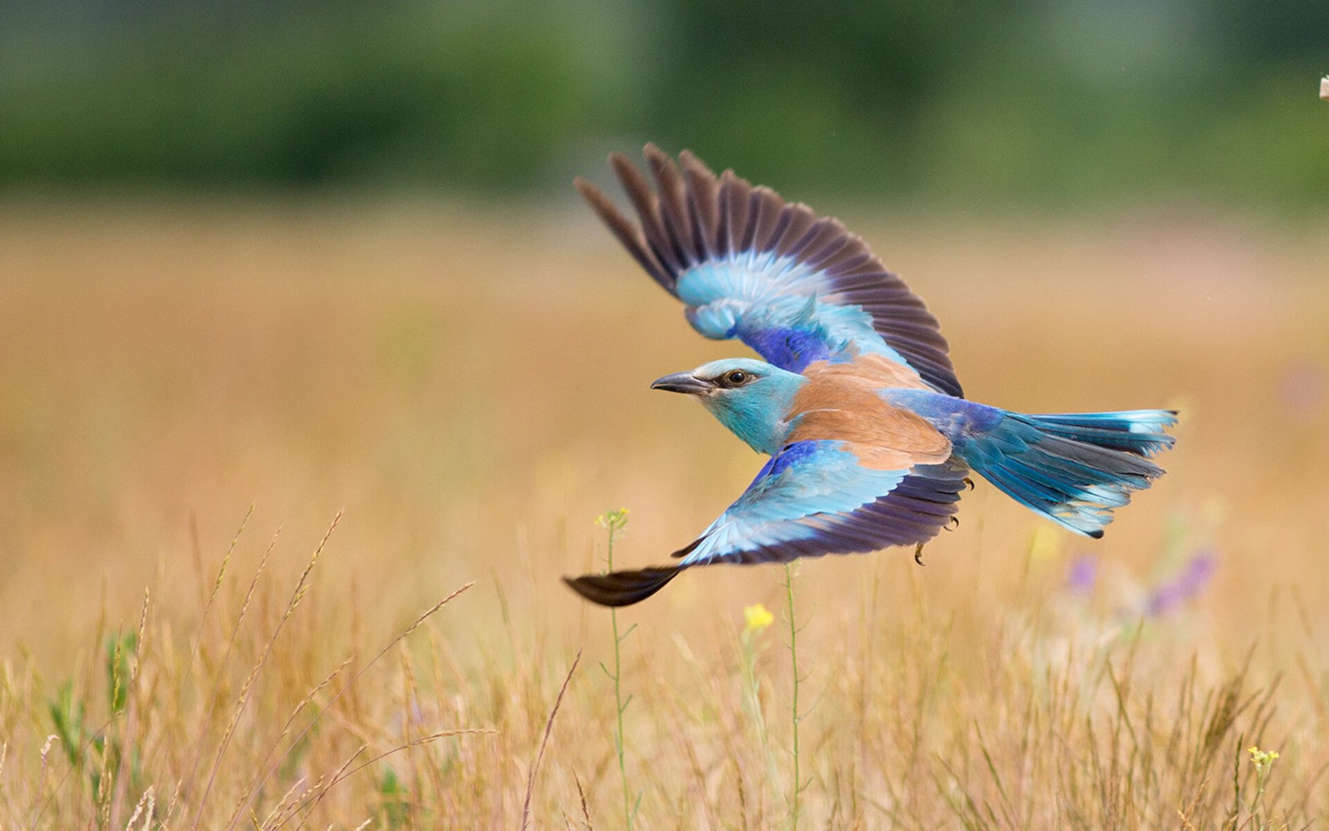当蓝鹰掠过加勒比海，萨拉赫一锤定音，拉齐奥巅峰战险胜牙买加